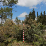 Palo colorato per certificazioni forestali