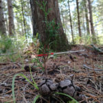 Misurazioni per certificazioni forestali